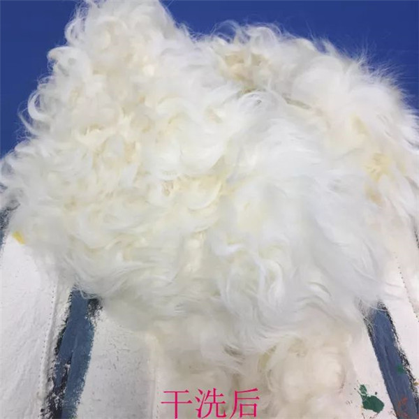 第22期：皮毛一體顏料手工彩繪洗護技術